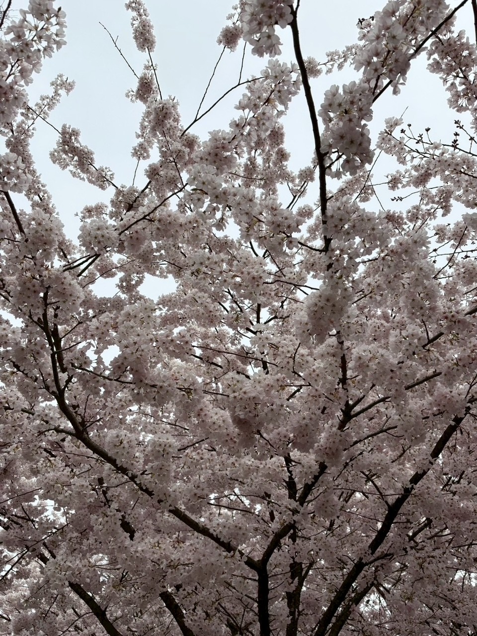 Manager - Legal Assistant - KLC Japan イメージ画像